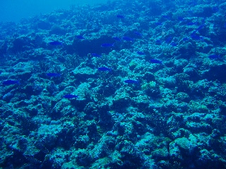 「ハナゴイ」のサムネイル画像