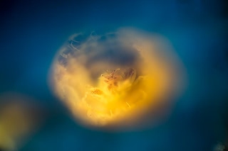 「ホヤカクレエビ属の一種」のサムネイル画像