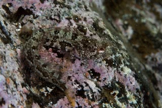 「コケギンポ」のサムネイル画像