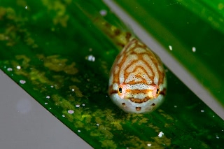 「ホテイウオ(ゴッコ)」のサムネイル画像