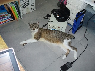 「にゃん太」のサムネイル画像