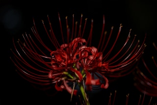 「ヒガンバナ」のサムネイル画像