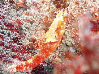 「ニシキウミウシ」のサムネイル画像