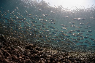 「ホソヒラアジ」のサムネイル画像
