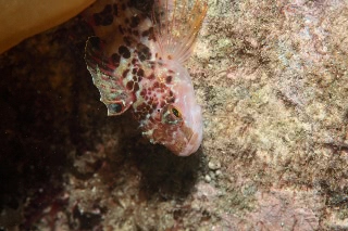 「無題」のサムネイル画像