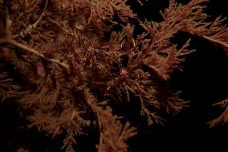 「オルトマンワラエビ(Ortmann's spider-crab)」のサムネイル画像