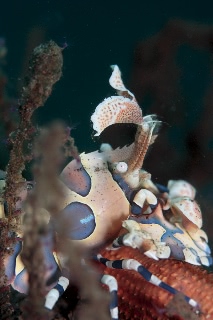 「フリソデエビ(Harlequin shrimp)」のサムネイル画像
