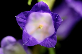 「釣鐘草(風鈴草,蛍袋)」のサムネイル画像