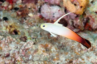 「ハタタテハゼ(Red fire Goby)」のサムネイル画像
