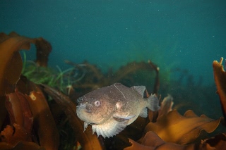 「ホテイウオ(ゴッコ)」のサムネイル画像