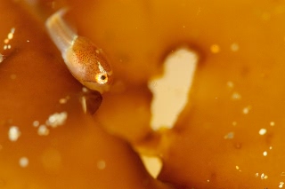 「ホテイウオ(ゴッコ)」のサムネイル画像