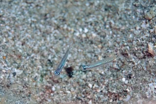 「クロユリハゼ属の一種」のサムネイル画像