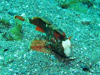 「カサゴの仲間」のサムネイル画像