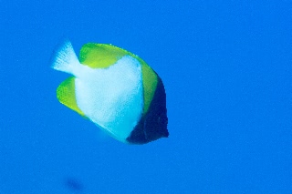 「カスミチョウチョウウオ(Pyramid butterflyfish)」のサムネイル画像