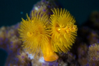 「イバラカンザシ(Christmas tree worm)」のサムネイル画像