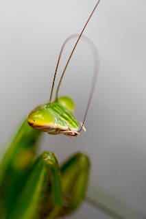 「カマキリ」のサムネイル画像