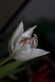 「チューリップ」のサムネイル画像