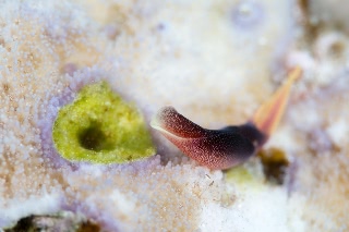 「コナユキツバメガイ」のサムネイル画像