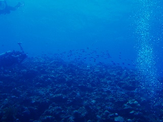 「ハナゴイ」のサムネイル画像