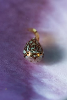 「ホテイウオ(ゴッコ)」のサムネイル画像