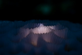 「サンゴの仲間」のサムネイル画像