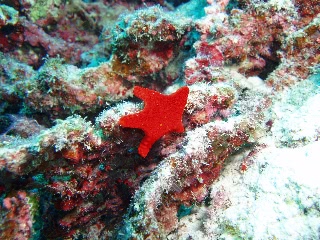 「ヒメチシオヒトデ」のサムネイル画像