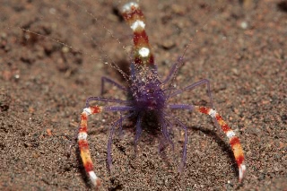 「バイオレットボクサーシュリンプ(Blue boxer shrimp)」のサムネイル画像