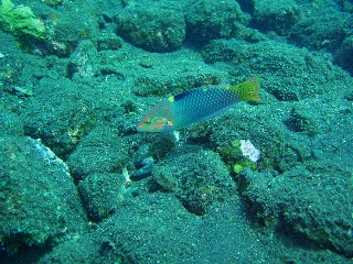 「トカラベラ」のサムネイル画像