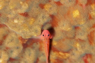 「ベニイソハゼ」のサムネイル画像