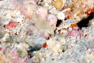 「テンスの仲間」のサムネイル画像