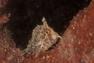 「アゴヒゲオコゼ属の仲間」のサムネイル画像