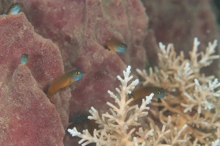 「yellow-eyed combtooth blenny」のサムネイル画像