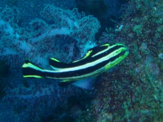 「コロダイ」のサムネイル画像