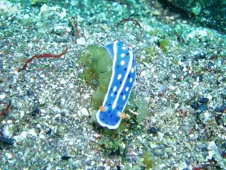 「アオウミウシ」のサムネイル画像