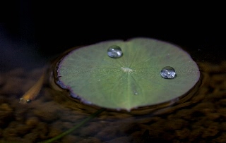 「祝福」のサムネイル画像