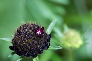 「Black Knight(ブラックナイト)」のサムネイル画像