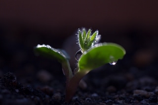 「ルーピン（ルピナス）・ラッセル・ミックス(Lupin)」のサムネイル画像