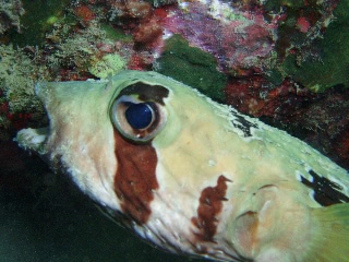 「ヒトヅラハリセンボン(black-blotched porcupinefish)」のサムネイル画像