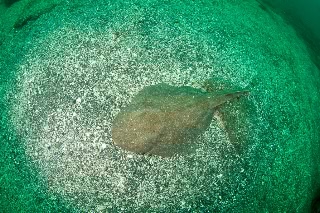 「カスザメ」のサムネイル画像