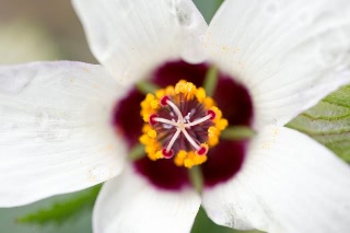 「ギンセンカ(ハイビスカス・トリオナム,銀銭花)」のサムネイル画像