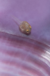 「ホテイウオ(ゴッコ)」のサムネイル画像