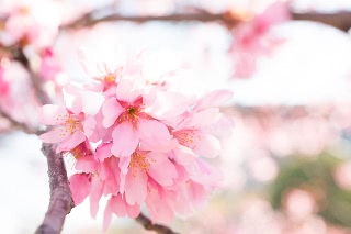 「ヨウコウザクラ(陽光桜)」のサムネイル画像