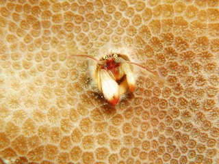 「カンザシヤドカリ(Coral Hermit Crab)」のサムネイル画像