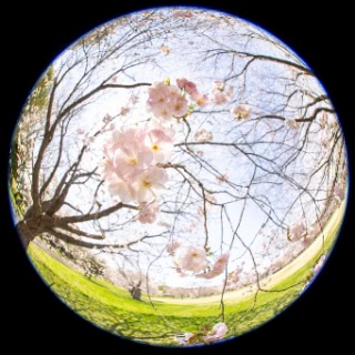 「ヤエザクラ」のサムネイル画像