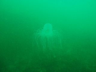 「カミクラゲ」のサムネイル画像
