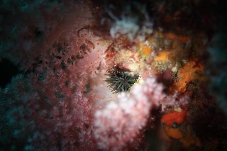 「四面楚歌」のサムネイル画像