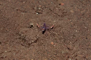 「バイオレットボクサーシュリンプ(Blue boxer shrimp)」のサムネイル画像