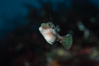 「キタマクラ」のサムネイル画像