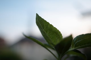 「ヒマワリ」のサムネイル画像