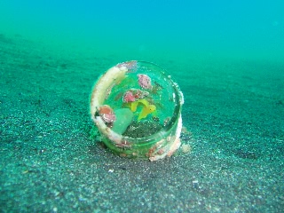 「ミジンベニハゼ」のサムネイル画像